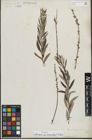 Foto von Salix repens subsp. rosmarinifolia (L.) Andersson